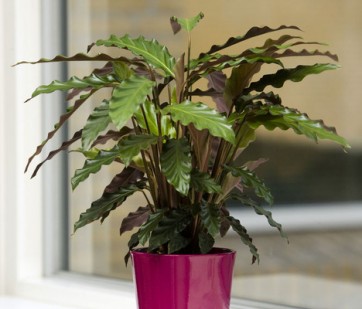 glücksfeder supernova Schwarze Glücksfeder | Zamioculcas