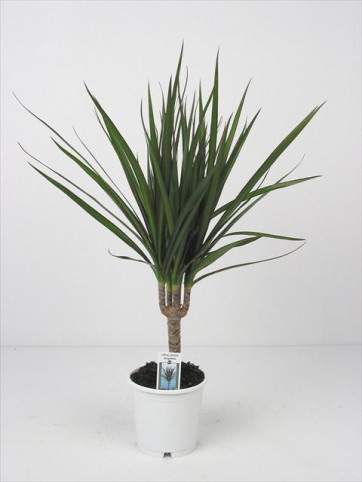 Marginata Tekli